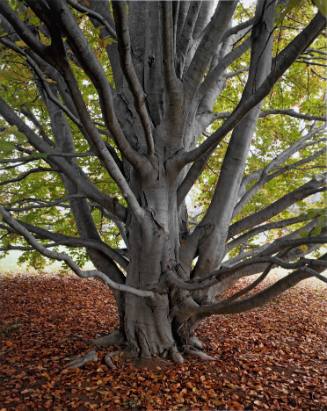 European Beech, Chapel Lawn