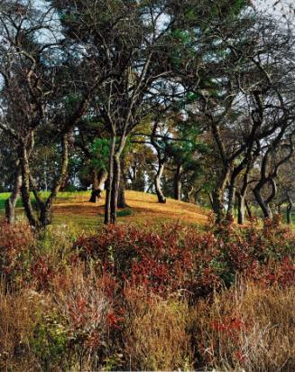 Winterberry Holly Flowering Crabapples, Orchard above Sunset Lake