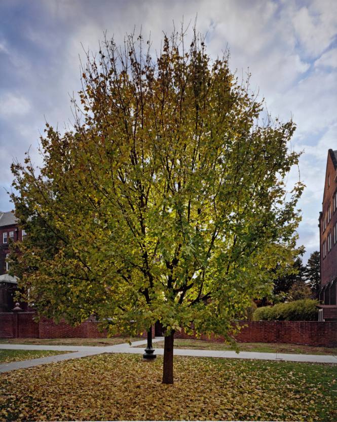Hedge Maple, Quadrangle between Raymond and Davison Houses
