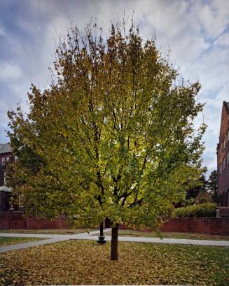 Hedge Maple, Quadrangle between Raymond and Davison Houses
