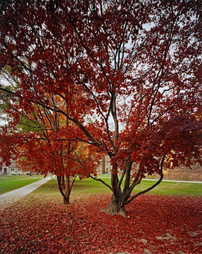 Japanese Maple, foreground and Paperbark Maple, the Quadrangle