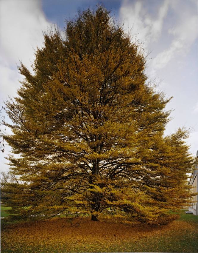 Fernleaf Beech, near the Frances Lehman Loeb Art Center