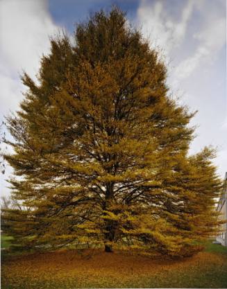 Fernleaf Beech, near the Frances Lehman Loeb Art Center