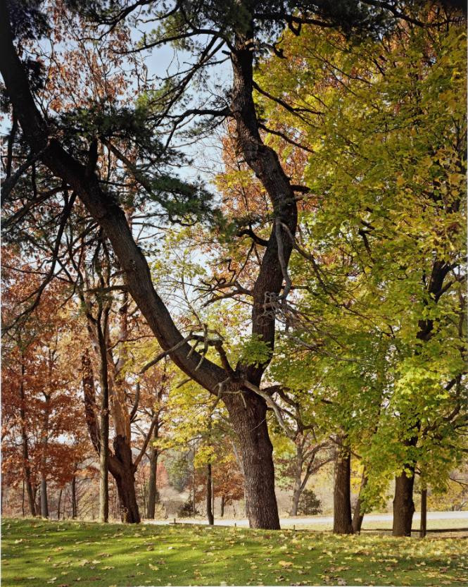 Eastern White Pine, near the 8th tee, Vassar Golf Course