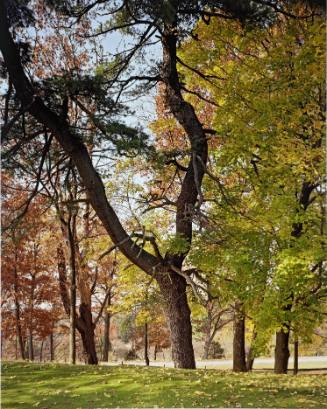 Eastern White Pine, near the 8th tee, Vassar Golf Course