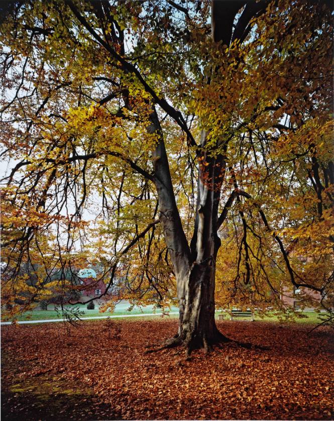 European Beech, looking toward the Old Observatory from Cushing House