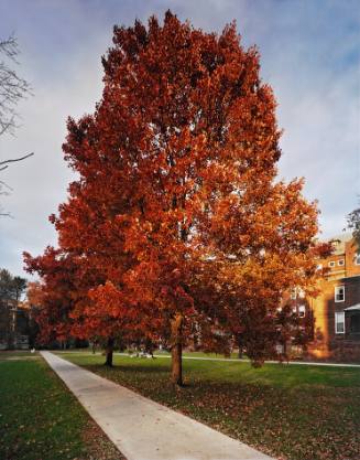 Red Maples, the Quadrangle near Lathrop House