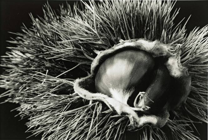Italian Chestnut (from the Closely Observed series)