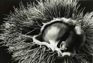 Italian Chestnut (from the Closely Observed series)
