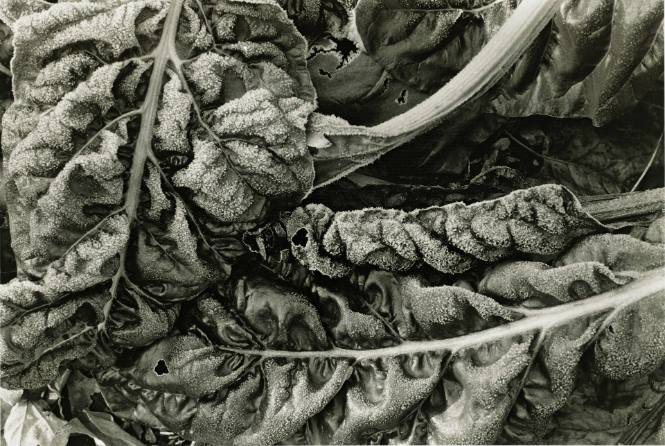 Frosted Chard (from the Closely Observed series)