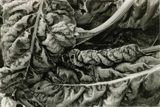 Frosted Chard (from the Closely Observed series)