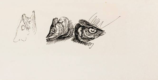 Fish Heads