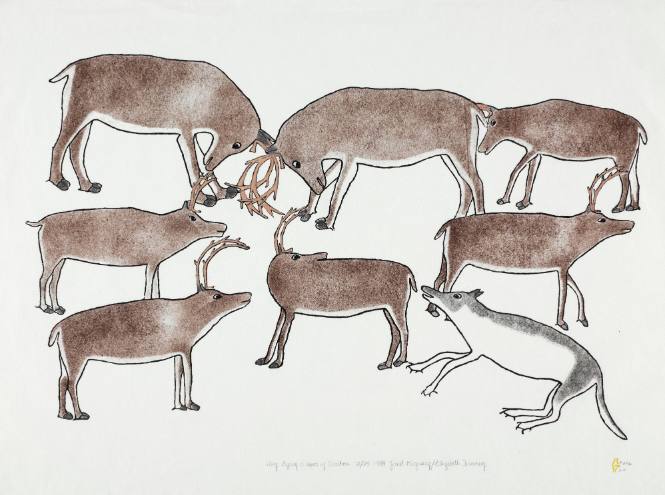 Wolf Eyeing a Herd of Caribou