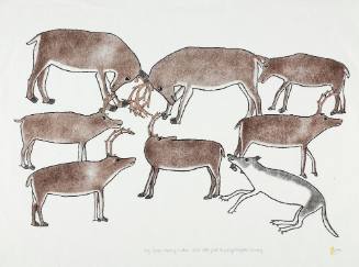 Wolf Eyeing a Herd of Caribou
