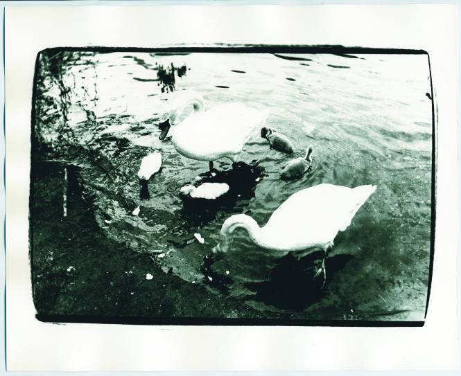 Swans, East Falmouth, Cape Cod