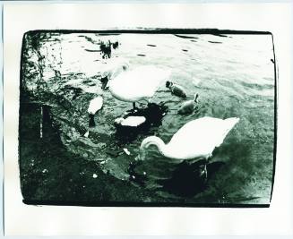 Swans, East Falmouth, Cape Cod