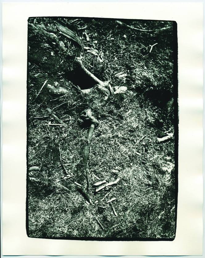 Roots