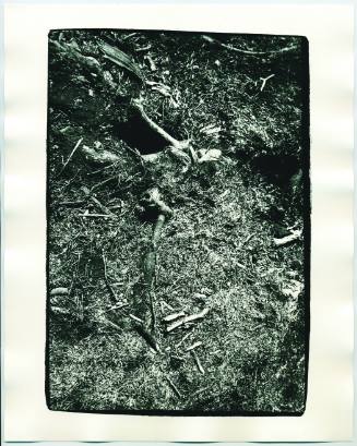 Roots