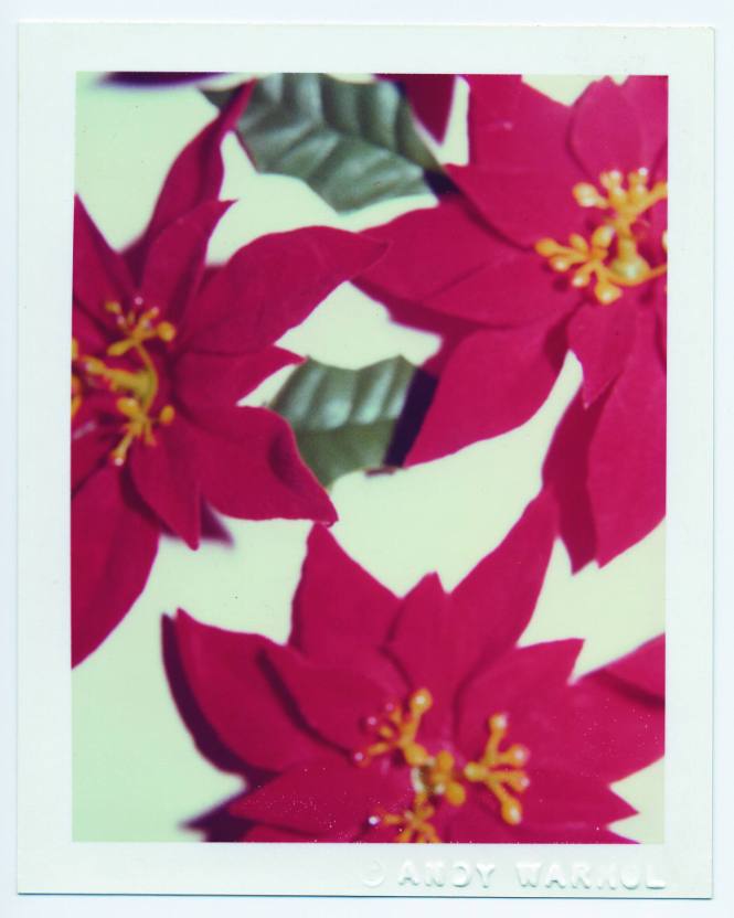 Christmas Poinsettias