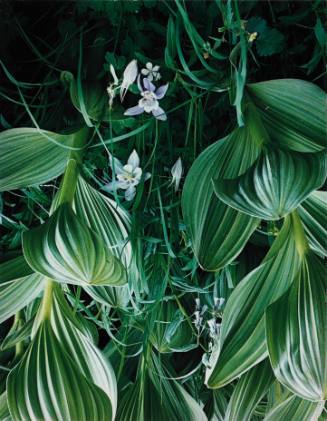 Helibore and Columbine
