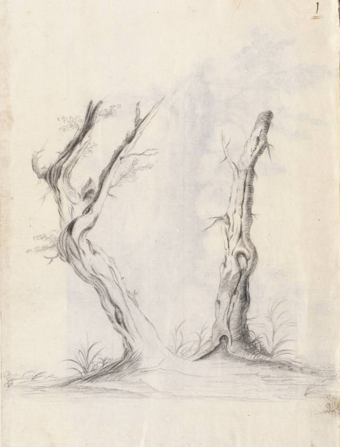 Album Studies of Gnarled Trees: #1 of 13 Bound Sheets