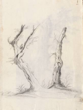 Album Studies of Gnarled Trees: #1 of 13 Bound Sheets