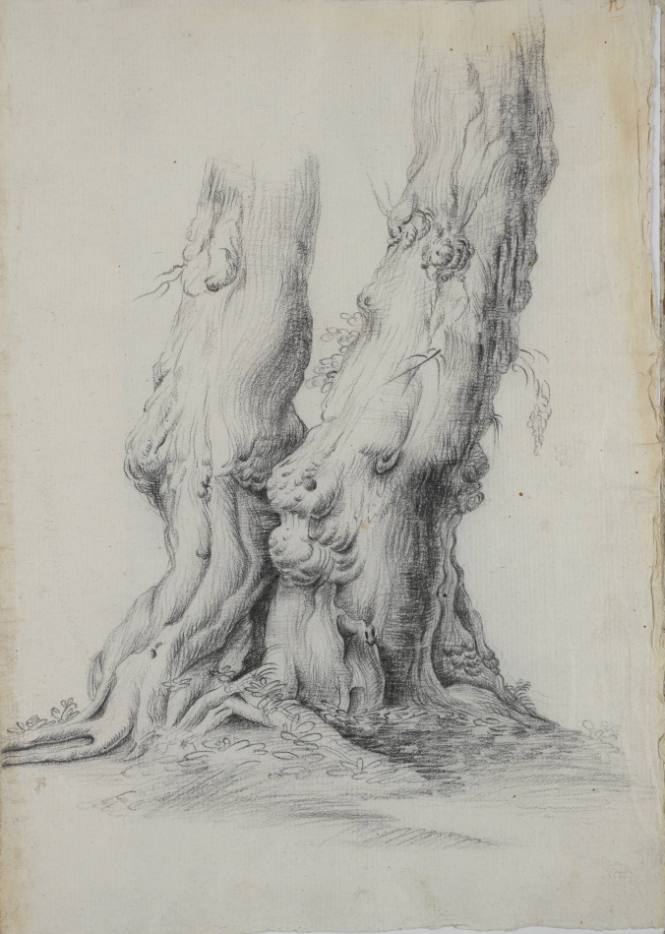 Album Studies of Gnarled Trees: #10 of 13 Bound Sheets