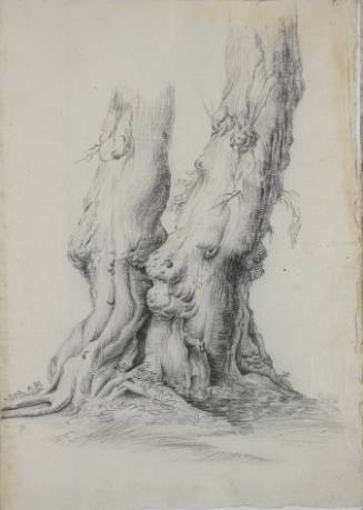 Album Studies of Gnarled Trees: #10 of 13 Bound Sheets