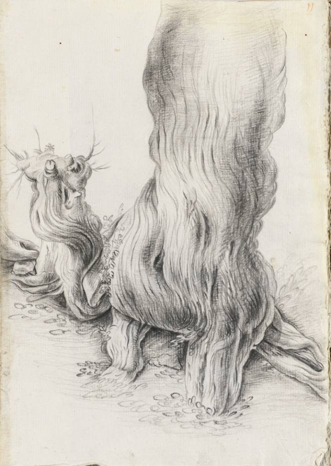 Album Studies of Gnarled Trees: #11 of 13 Bound Sheets