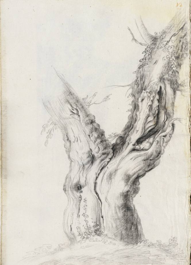 Album Studies of Gnarled Trees: #12 of 13 Bound Sheets