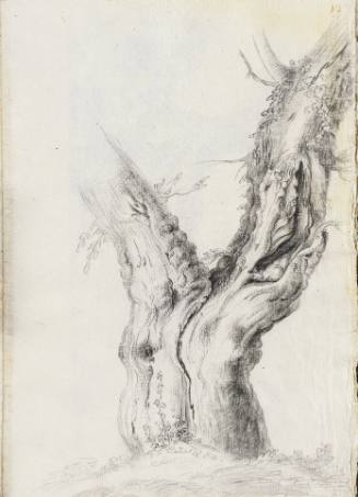 Album Studies of Gnarled Trees: #12 of 13 Bound Sheets