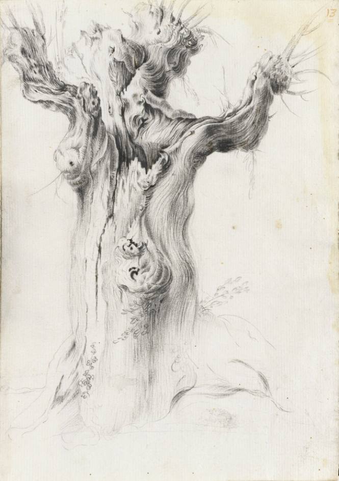 Album Studies of Gnarled Trees: #13 of 13 Bound Sheets