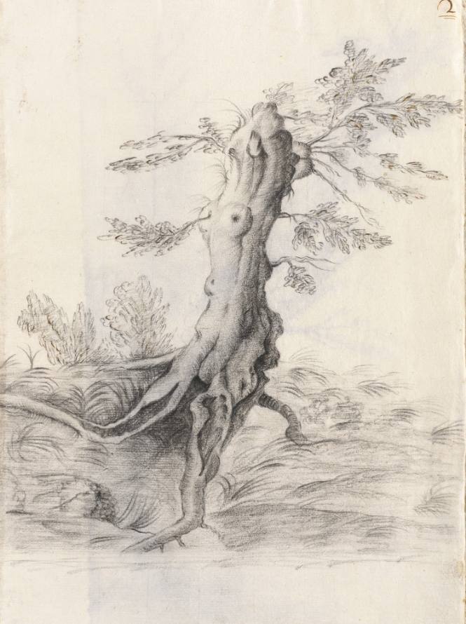 Album Studies of Gnarled Trees: #2 of 13 Bound Sheets