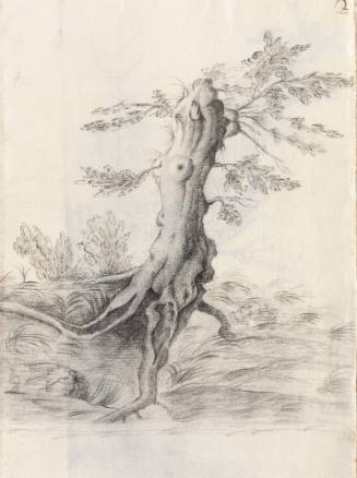 Album Studies of Gnarled Trees: #2 of 13 Bound Sheets
