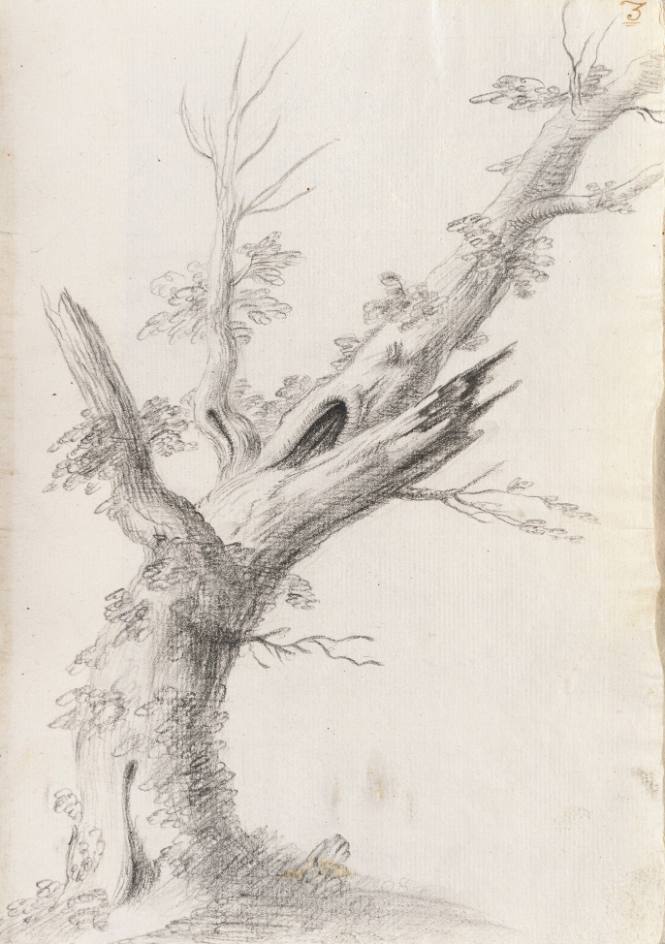 Album Studies of Gnarled Trees: #3 of 13 Bound Sheets