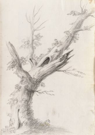 Album Studies of Gnarled Trees: #3 of 13 Bound Sheets