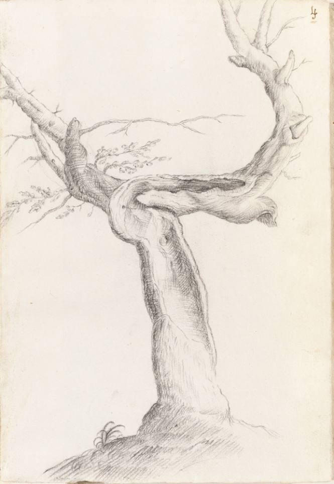 Album Studies of Gnarled Trees: #4 of 13 Bound Sheets