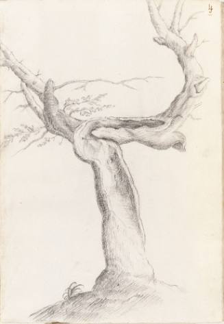 Album Studies of Gnarled Trees: #4 of 13 Bound Sheets