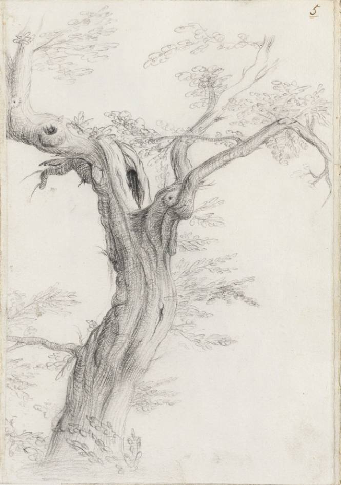 Album Studies of Gnarled Trees: #5 of 13 Bound Sheets
