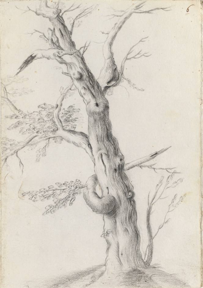 Album Studies of Gnarled Trees: #6 of 13 Bound Sheets