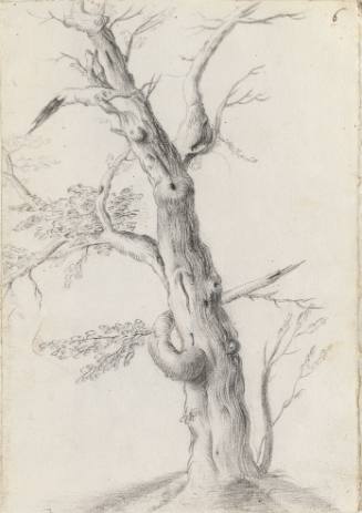 Album Studies of Gnarled Trees: #6 of 13 Bound Sheets