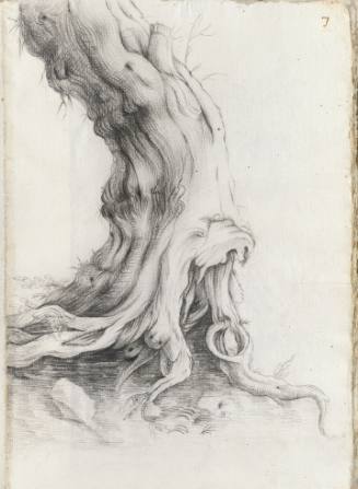 Album Studies of Gnarled Trees: #7 of 13 Bound Sheets