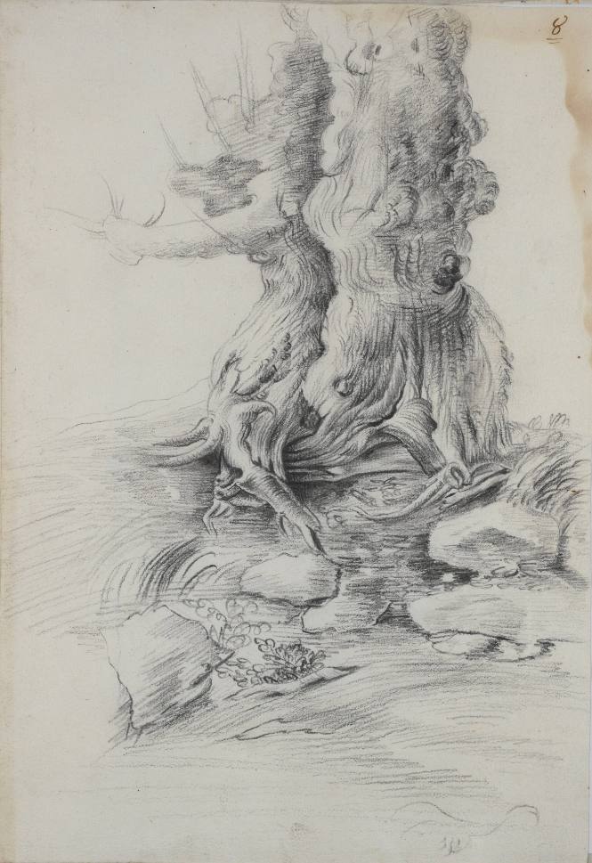 Album Studies of Gnarled Trees: #8 of 13 Bound Sheets