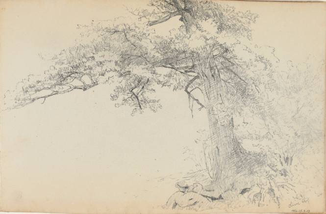 Olive (tree)