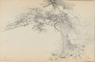 Olive (tree)