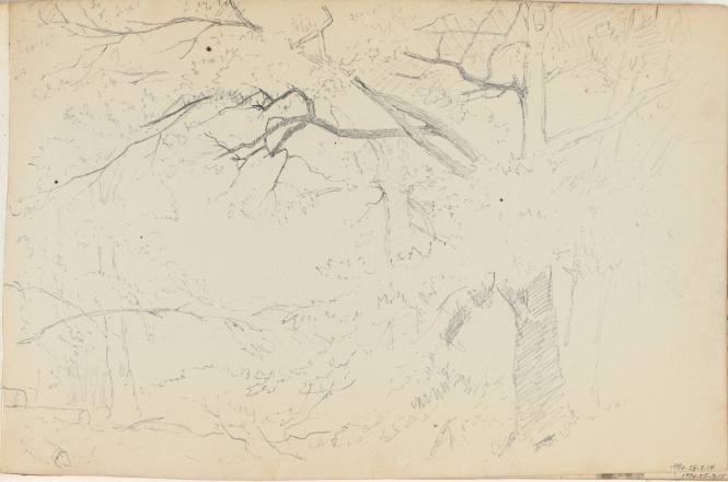Untitled (lightly sketched trees)