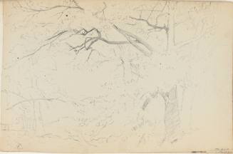 Untitled (lightly sketched trees)