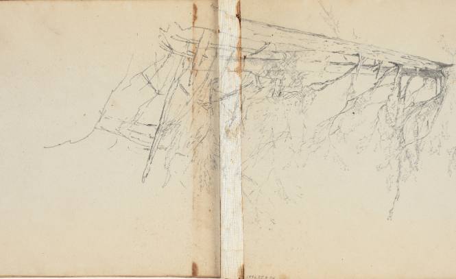 Untitled (pine tree)