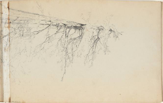 Untitled (pine tree)
