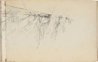 Untitled (pine tree)